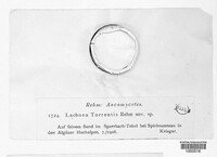 Scutellinia torrentis image